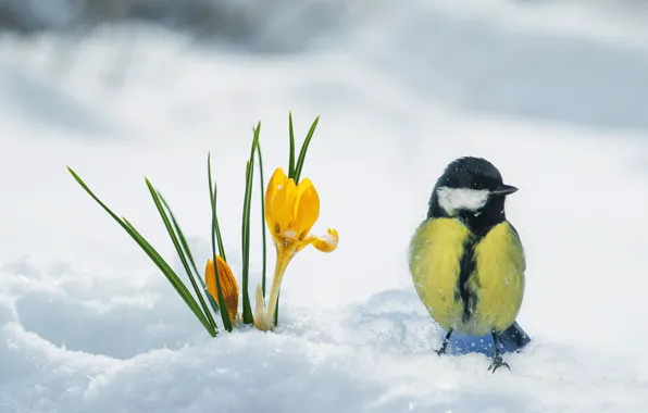 Picture snow, bird, spring, Krokus, tit