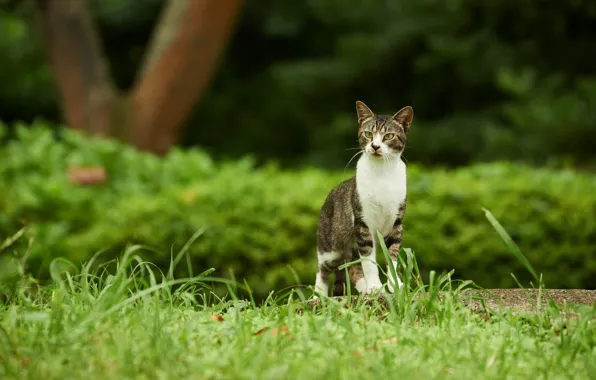 Picture greens, cat, grass, cat, nature, green, Park, grey, background, garden, walk, striped, the bushes, grey …