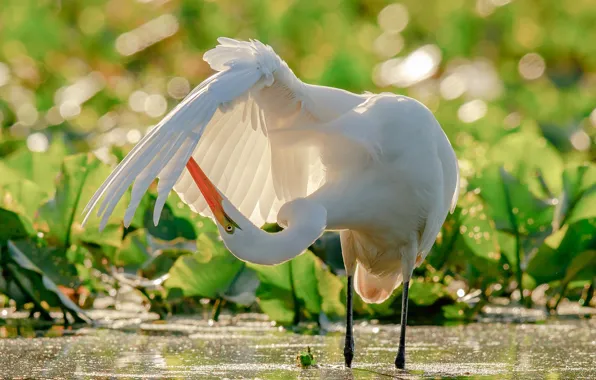 Picture water, bird, wing, Heron, bokeh, Great white egret