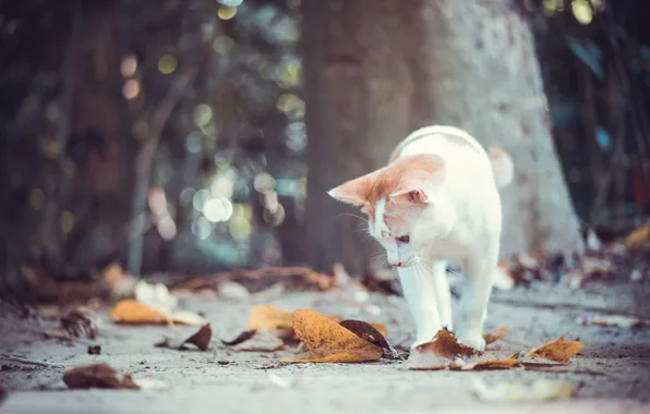 Picture autumn, cat, cat, leaves, kitty, bokeh