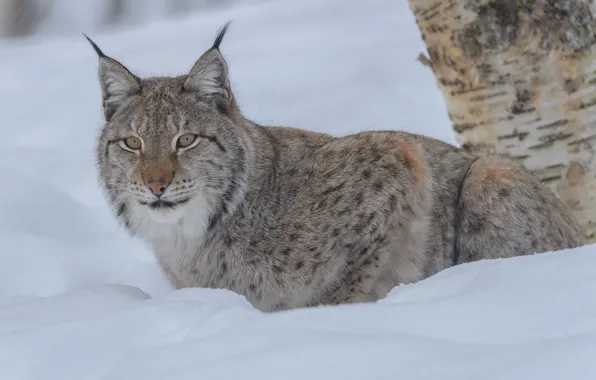 Picture winter, look, snow, lynx, wild cat
