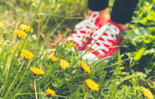 Picture summer, grass, shoes, sneakers, pink, dandelions