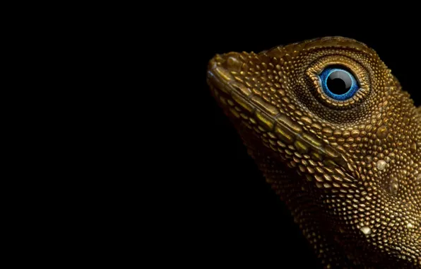 Picture reptile, Aphaniotis fusca, Earless agamid