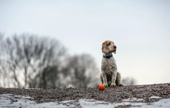 Picture each, the ball, dog