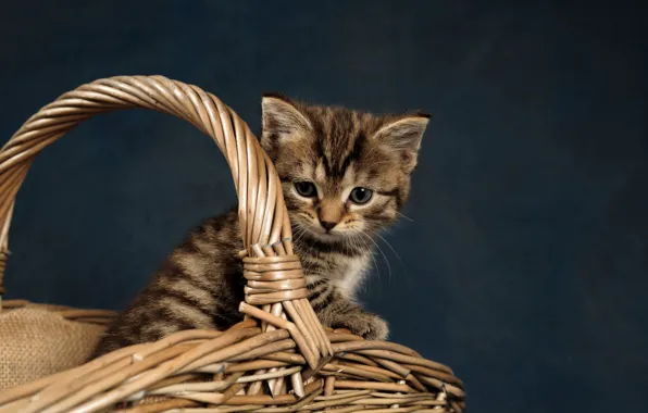 Picture background, basket, baby, kitty