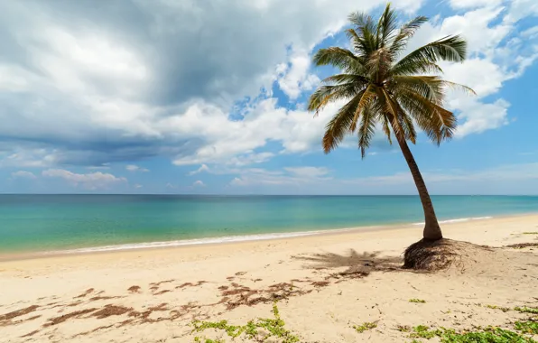 Picture sand, sea, wave, beach, summer, the sky, palm trees, shore, summer, beach, sea, seascape, beautiful, …