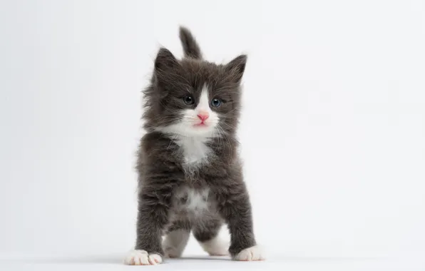 Picture baby, white background, kitty, Norwegian forest cat