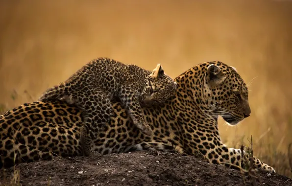 Picture animals, predators, cub, wild cats, leopards