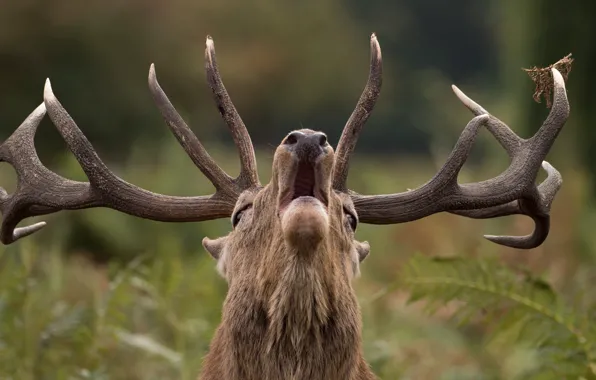 Picture deer, horns, roar