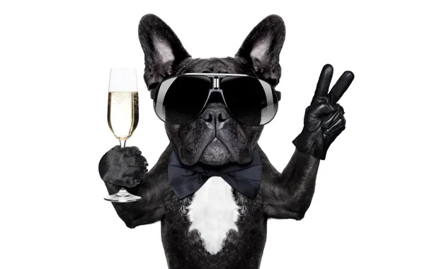 Picture black, butterfly, glass, humor, glasses, white background, bulldog, fingers, champagne, gesture, glove