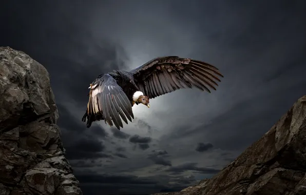 Picture nature, bird, Condor