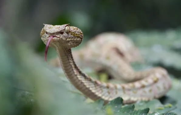 Picture snake, Bothriechis schlegelii, Eyelash viper