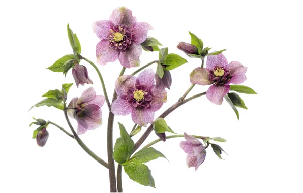 Picture flowers, stems, white background, hellebore, Hellebore