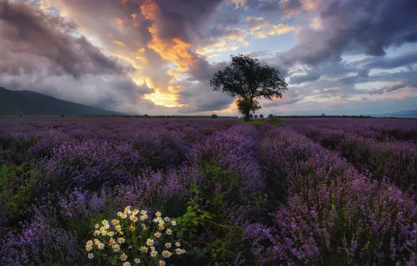 Picture field, flowers, tree, chamomile, lavender, Bulgaria