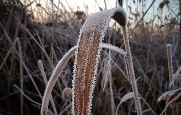 Picture Macro, Winter, Frost, Cold, Gulkevichi, Reed