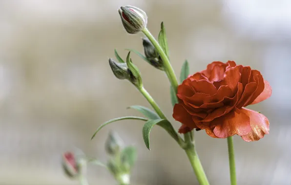 Picture red, buds, Ranunculus