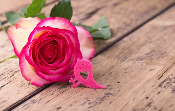 Picture rose, petals, wood, pink, flowers, romantic, roses, pink rose