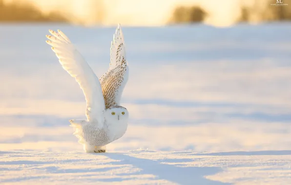 Picture winter, snow, nature, owl, bird, wings, white