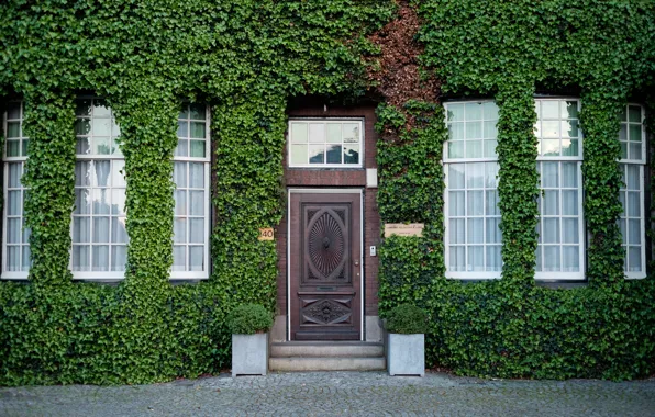 Picture greens, the city, street, home, the door, Netherlands, facade, entrance, vine, Netherlands, Rotterdam, landscaping, Westzeedijk …