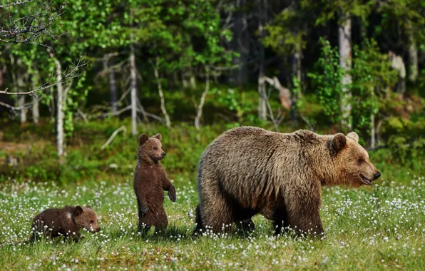 Picture greens, forest, summer, grass, trees, flowers, nature, glade, bear, bears, bokeh, brown