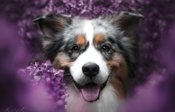 Picture look, face, joy, flowers, smile, mood, portrait, dog, bokeh, Australian shepherd, Aussie