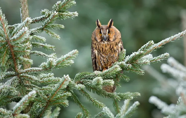 Picture winter, greens, forest, snow, trees, branches, nature, background, owl, bird, needles, bokeh