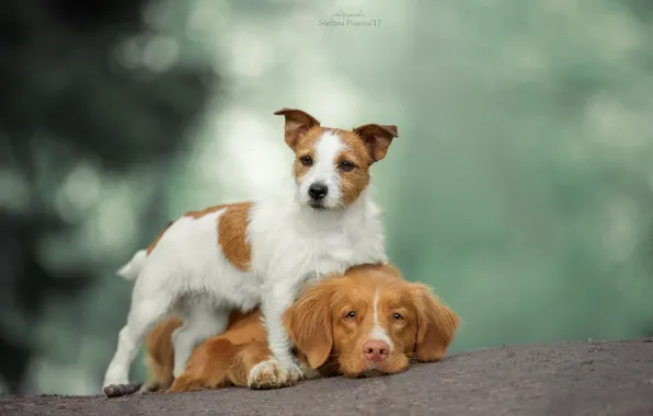Picture dogs, friends, bokeh, two dogs, Jack Russell Terrier, Nova Scotia duck tolling Retriever