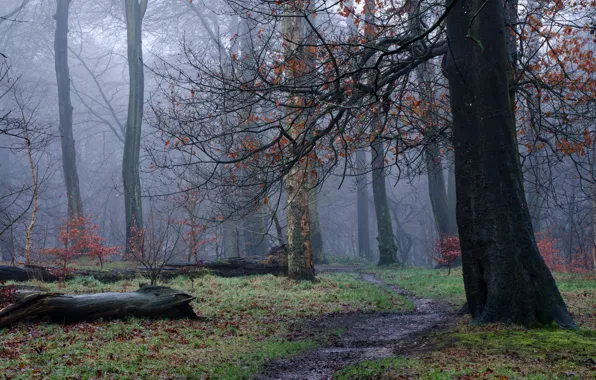 Picture autumn, forest, trees, fog, haze, path