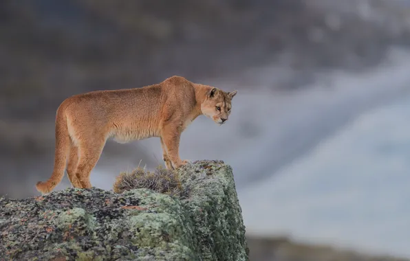 Picture background, stone, wild cat, Puma, Mountain lion