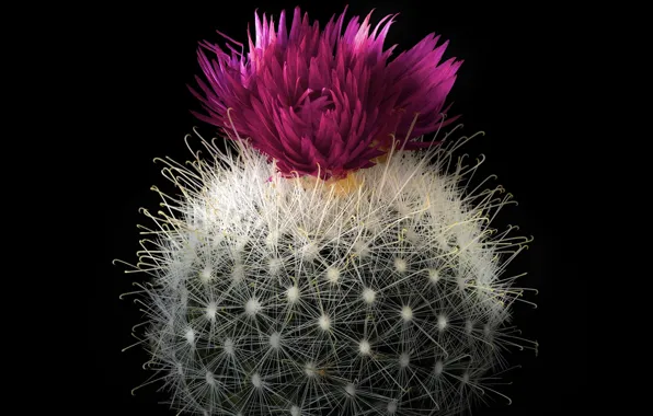 Picture flower, macro, ball, cactus, barb, black background