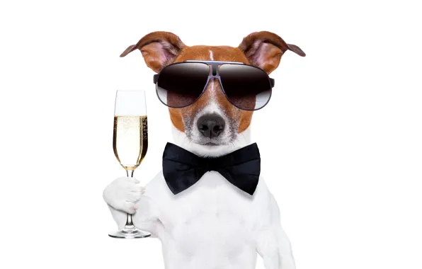 Picture butterfly, glass, humor, glasses, white background, champagne, gentleman, dog, Jack Russell Terrier