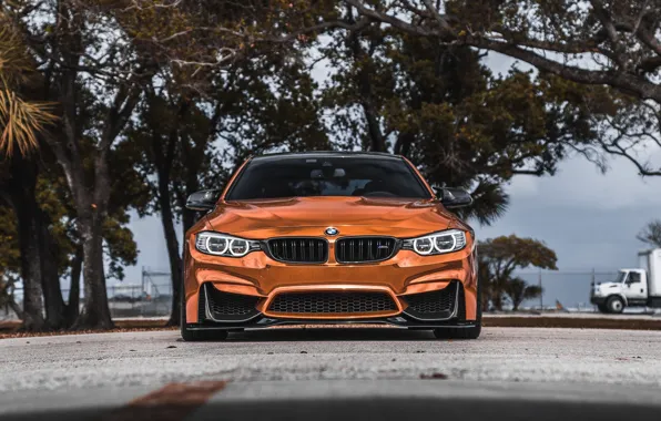 Picture BMW, Carbon, Front, Face, Sight, Bronze, F83