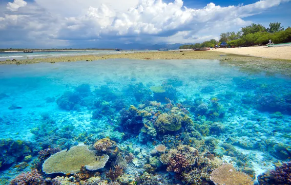 Picture water, tropics, shore, the bottom, coral reefs