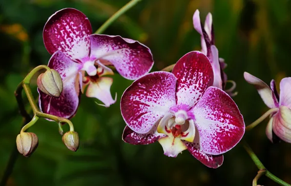 Picture flower, flowering, Orchid