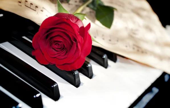 Picture flower, macro, notes, rose, keys, piano, red, closeup