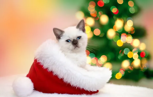 Picture cat, cat, hat, New year, fur, kitty, garland, Christmas, cap, bokeh, New Year, Cats