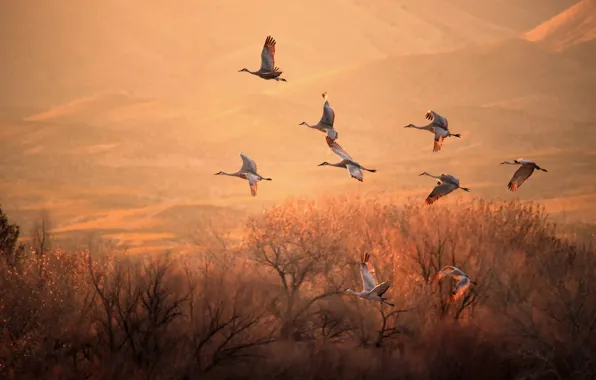Picture light, trees, birds, flight, cranes