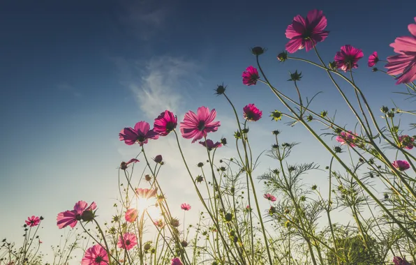 Picture field, summer, the sun, flowers, summer, pink, field, pink, flowers, cosmos