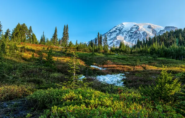 Picture greens, forest, the sky, grass, the sun, snow, trees, mountains, Washington, USA, Mount Rainier National …