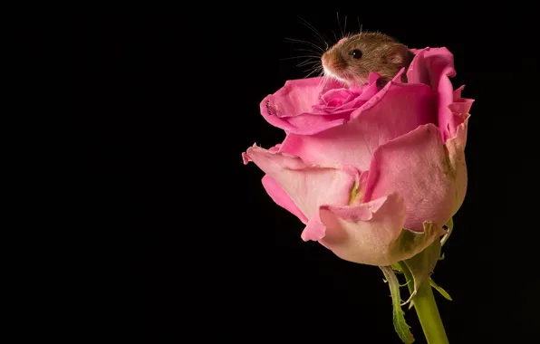 Picture flower, macro, rose, Bud, mouse, black background, rodent, The mouse is tiny
