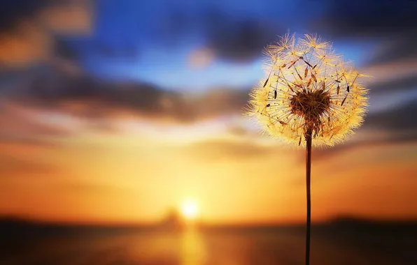 Picture sunset, dandelion, blurred background