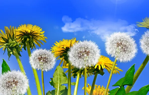 Picture field, the sky, the sun, spring, dandelions, yellow, flowers, spring, dandelion, wildflowers