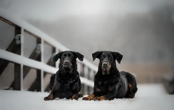 Wallpaper winter, dogs, snow images for desktop, section собаки - download