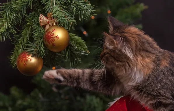 Picture cat, balls, paw, tree, Christmas decorations, tabby cat