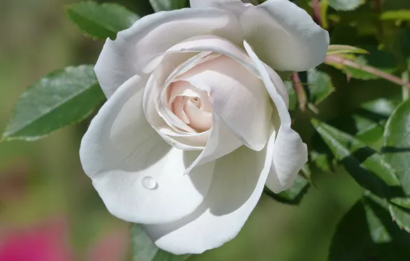 Picture rose, drop, petals, Bud, white rose