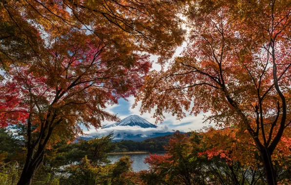 Picture autumn, trees, paint, foliage, Japan, Fuji, mount Fuji, Fuji, maples, Mount Fuji, the island of …