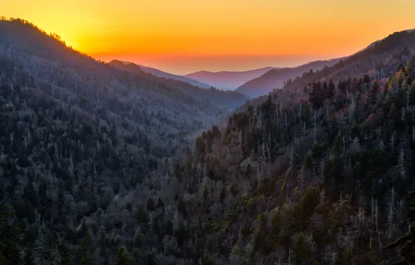 Picture forest, sunset, mountains, nature, United States, Tennessee, Sevier
