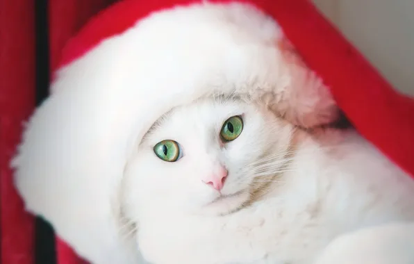 Picture cat, look, cap, white cat
