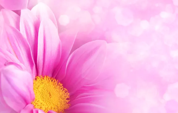 Picture flower, pink, petals