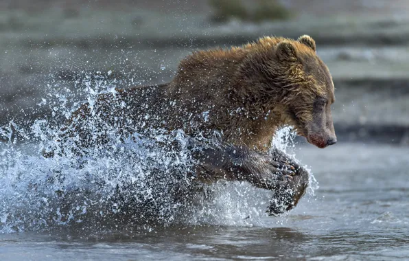 Picture water, squirt, bear, running